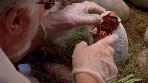 Dino-Ei statt Stein: Forschende entdecken 140 Jahre nach Fund den Irrtum