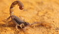 Skorpion-Plage in Ägypten erreicht biblisches Ausmaß