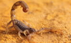 Skorpion-Plage in Ägypten erreicht biblisches Ausmaß