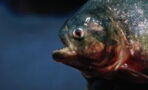 Piranha-Angriff: 13-Jährige muss sich einer Hauttransplantation unterziehen