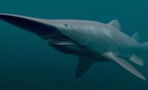 Erschreckende Technik: Das ist der ungewöhnlichste Hai der Welt