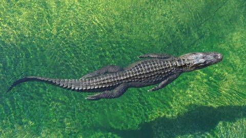 Alligator: Mann fängt das gefährliche Tier mit nichts als einem Mülleimer!