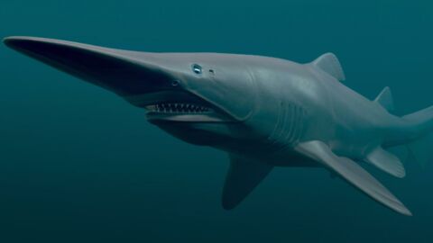 Erschreckende Technik: Das ist der ungewöhnlichste Hai der Welt