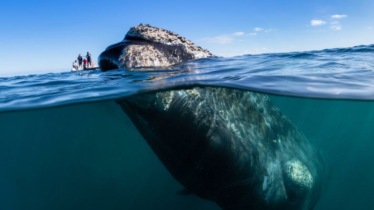 Ein Wal taucht aus dem Wasser auf und reißt zwei Kajakfahrerinnen mit