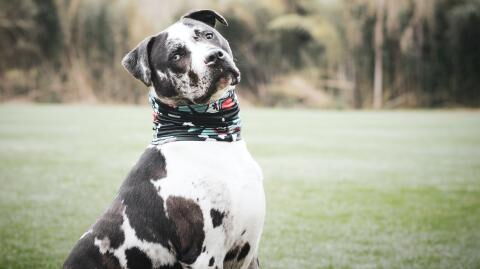 An einem Tor angebunden: Hund wird mit schrecklicher Nachricht seiner Besitzer gefunden