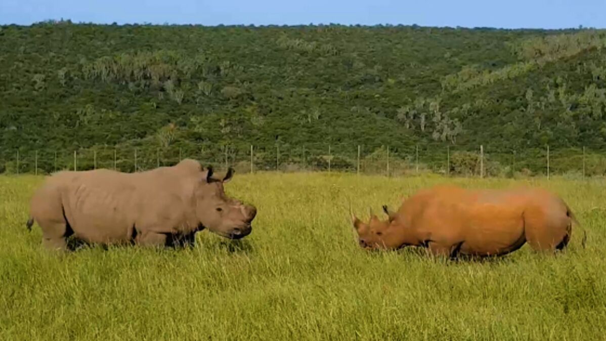 Une rare confrontation entre un rhinoc ros noir et un rhinoc ros blanc film e en Afrique