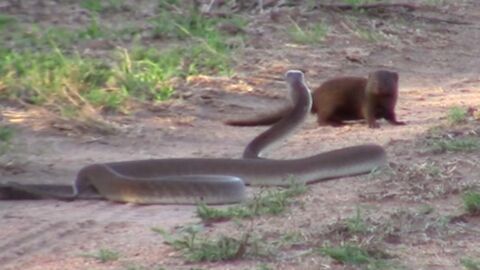 Quand une courageuse mangouste tient tête à un mamba noir en Afrique du Sud