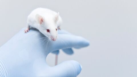 Des chercheurs réussissent à inverser le processus de vieillissement chez des rats
