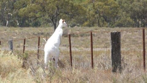 Un rare kangourou albinos surpris en pleine nature en Australie