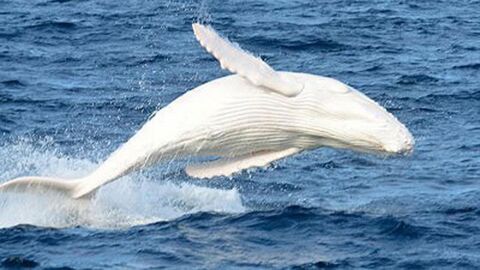 Migaloo la baleine blanche extrêmement rare a de nouveau été filmée