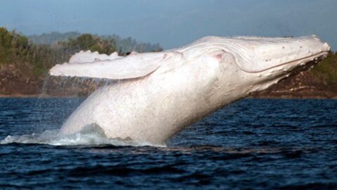 Une baleine blanche rarissime aperçue au large de l'Australie