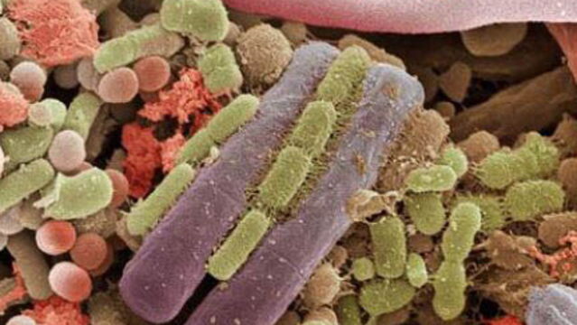 Decouvrez Images Impressionnantes Du Corps Humain Observe Au Microscope