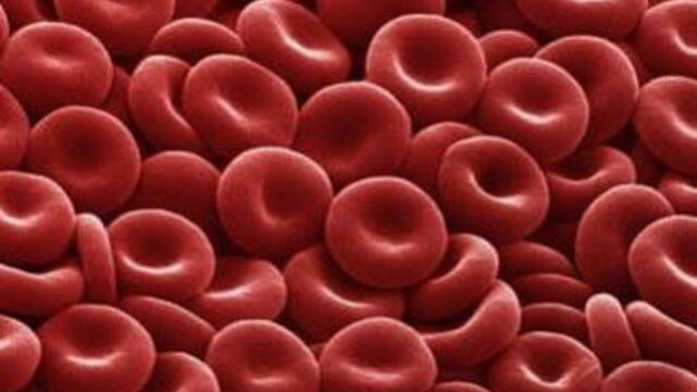 Decouvrez Images Impressionnantes Du Corps Humain Observe Au Microscope