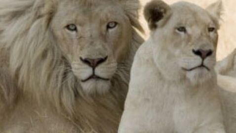 Des bébés loutres voient le jour au zoo de la Tête d'Or