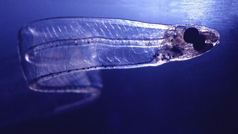 Cette larve d'anguille est complètement transparente !