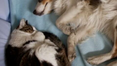 rencontre homme aimant les animaux