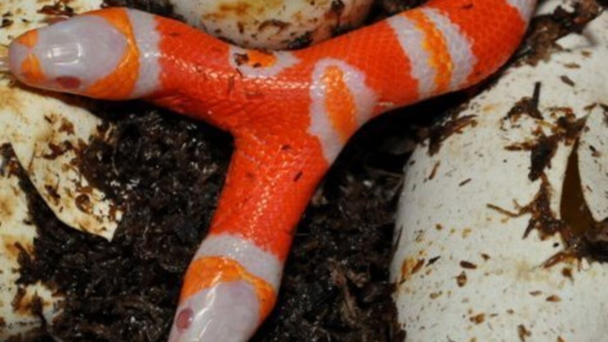 Illustration Noir Et Blanc De Serpent à Deux Têtes | Vecteur Premium