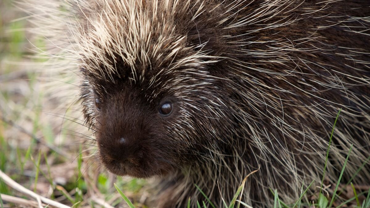 Sexe : 3 manières insolites de copuler chez les animaux