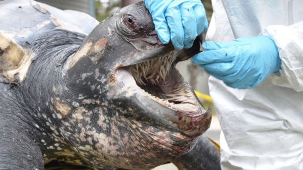 La tortue luth cache la bouche la plus effrayante au monde — free download