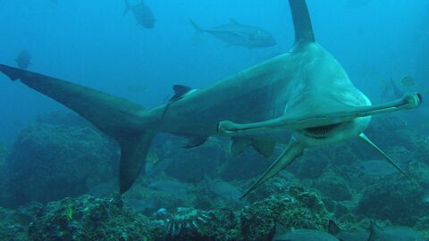 Des requins-marteaux se laissent mourir à l’aquarium de Boulogne-sur-Mer