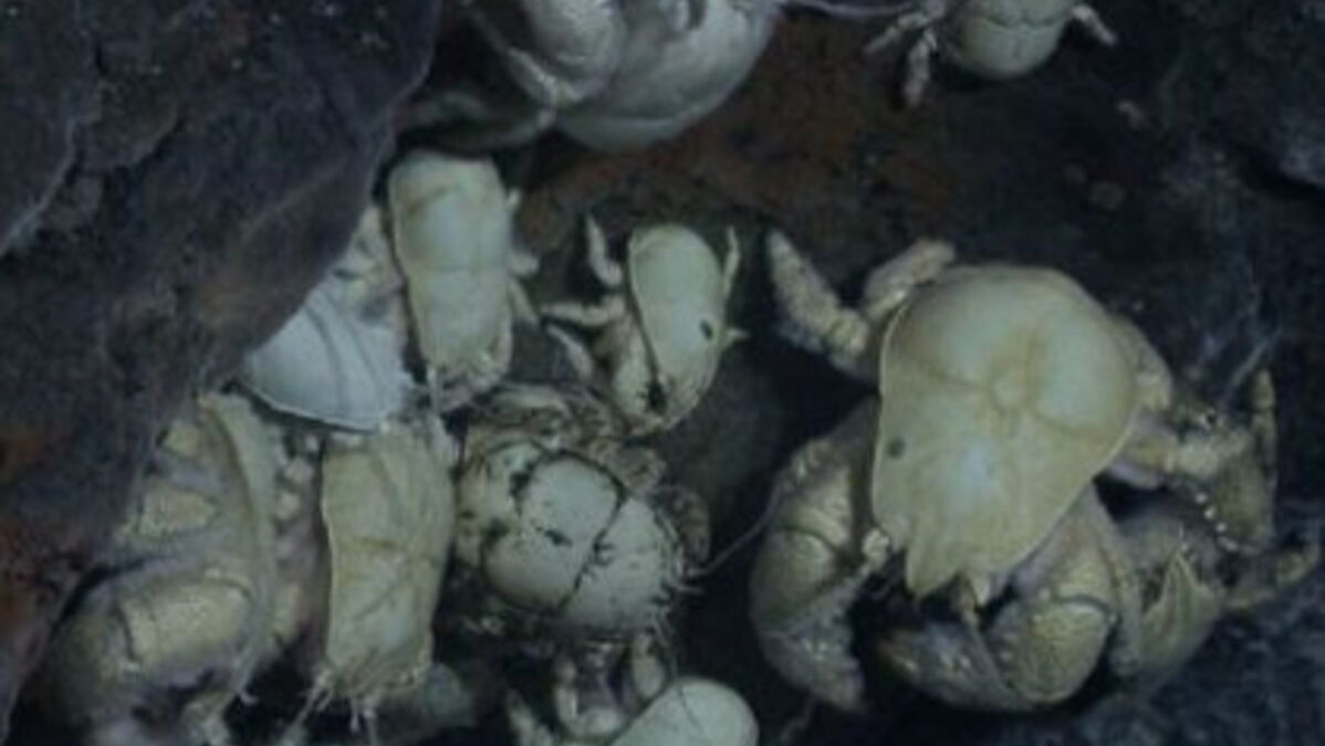 Une nouvelle espèce de crabe yéti découverte dans l'océan Antarctique