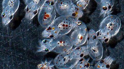 La Naissance Simultanee De Milliers De Bebes Pieuvres Filmee Par Un Biologiste