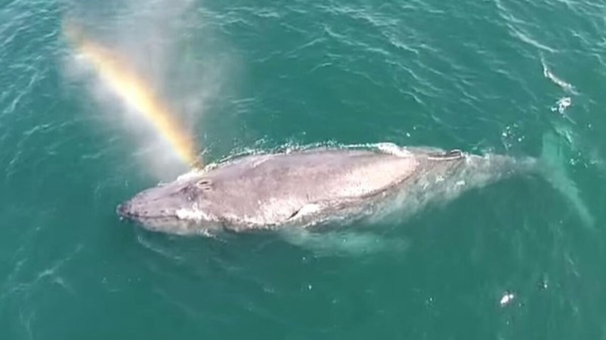 quand-une-baleine-fait-des-arcs-en-ciel-avec-son-vent
