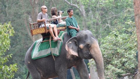 Voilà pourquoi vous ne devez jamais monter sur le dos d'un éléphant si vous voyagez en Asie