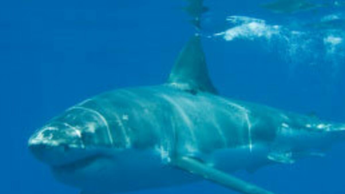Requins : surpêche, attaques, ces chiffres vont vous étonner !
