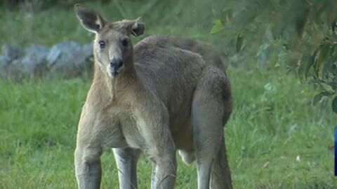 Big Buck, le kangourou géant ''bodybuildé" qui effraie tout un quartier australien