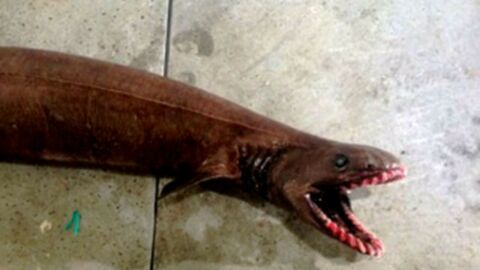 Un rarissime requin ''préhistorique'' retrouvé dans des filets en Australie