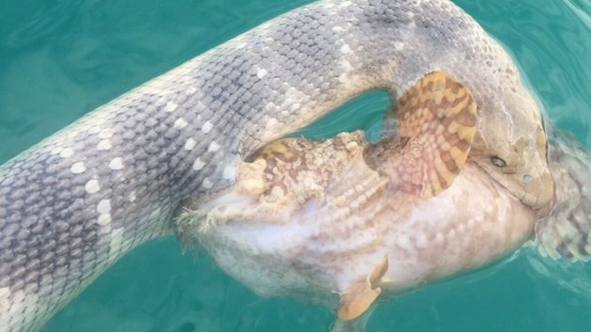 Un pêcheur surprend un combat épique entre un serpent de mer et un poisson — free download