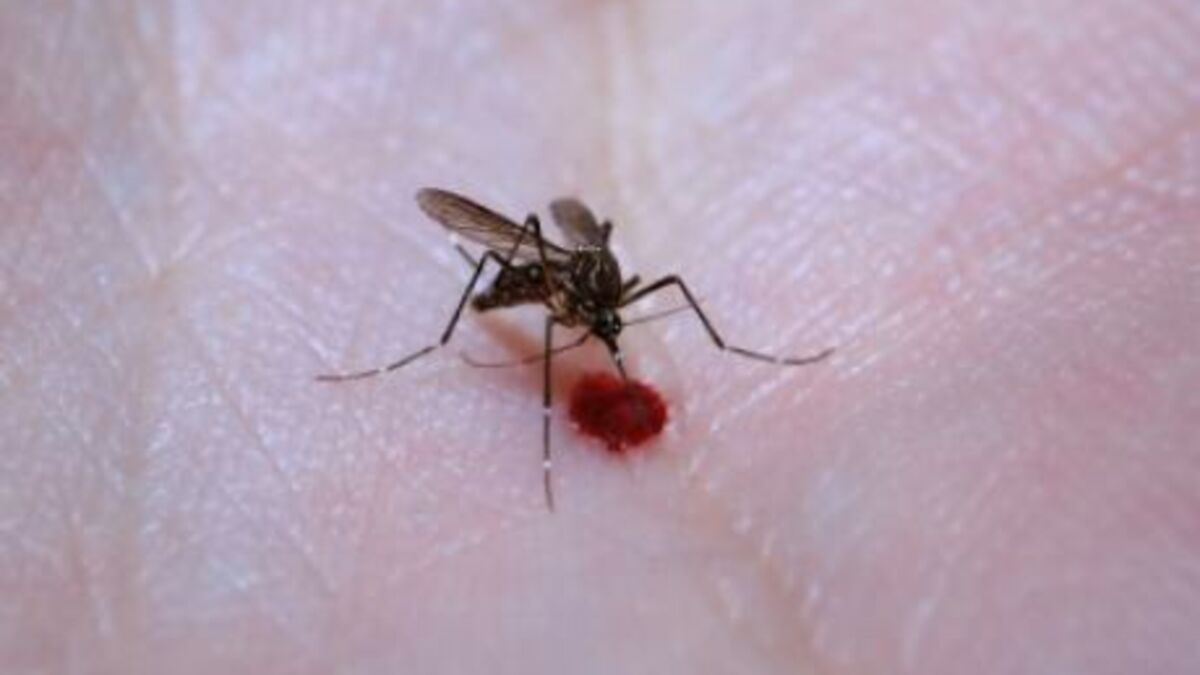 Duree De Vie D Un Moustique Une bactérie pour réduire la durée de vie des moustiques