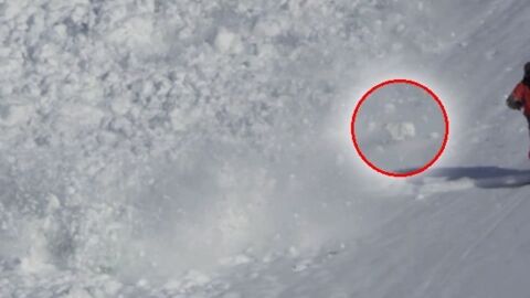 Quand un lièvre se met à surfer sur une avalanche