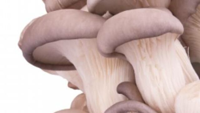 En images : de curieux champignons roses fluo découverts en  Nouvelle-Calédonie