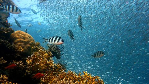 Changement climatique : les océans subissent des changements biologiques sans précédent