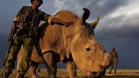 Sudan, le dernier spécimen de rhinocéros blanc du Nord placé sous protection rapprochée