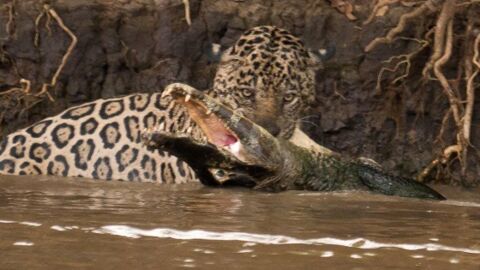 L'impressionnante attaque d'un jaguar sur un caïman filmée en pleine nature