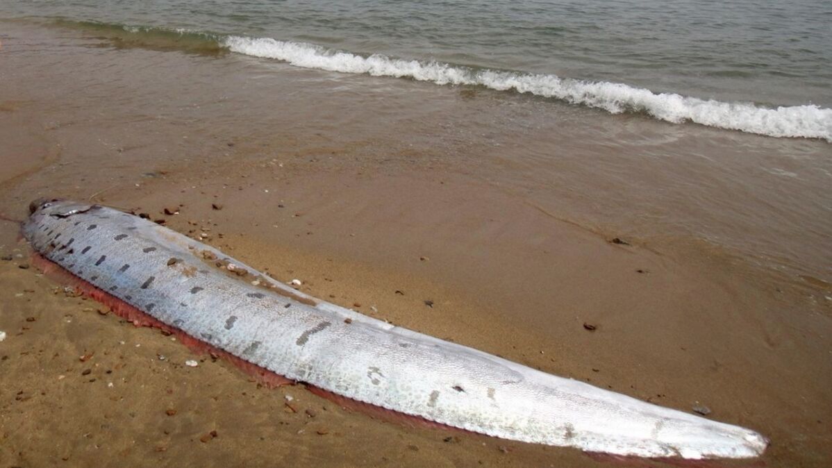 Un Poisson Rare De M Tres Retrouv Chou Sur Une Plage En Californie