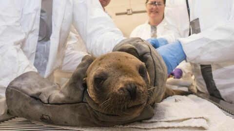 SeaWorld tente de sauver les animaux victimes d'une terrible marée noire en Californie