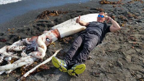 Un calmar géant découvert sur une plage de Nouvelle-Zélande