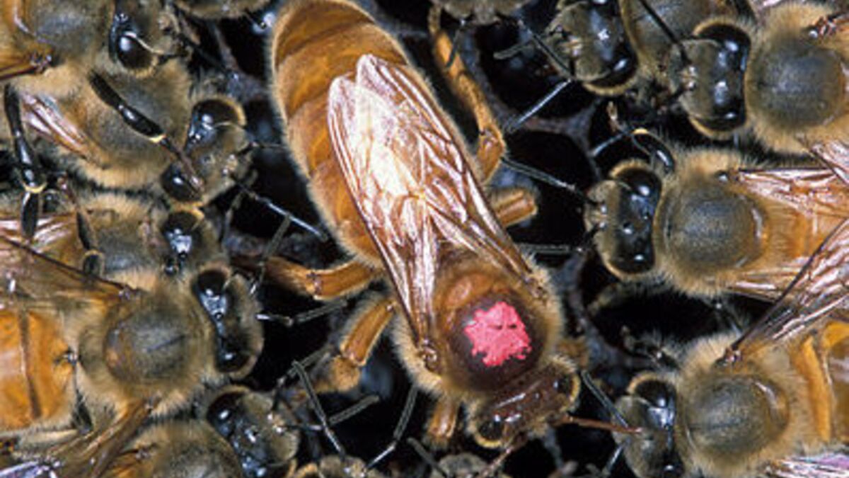 Reine Ou Ouvrière Le Destin Des Abeilles Est Inscrit Dans Leurs Cellules