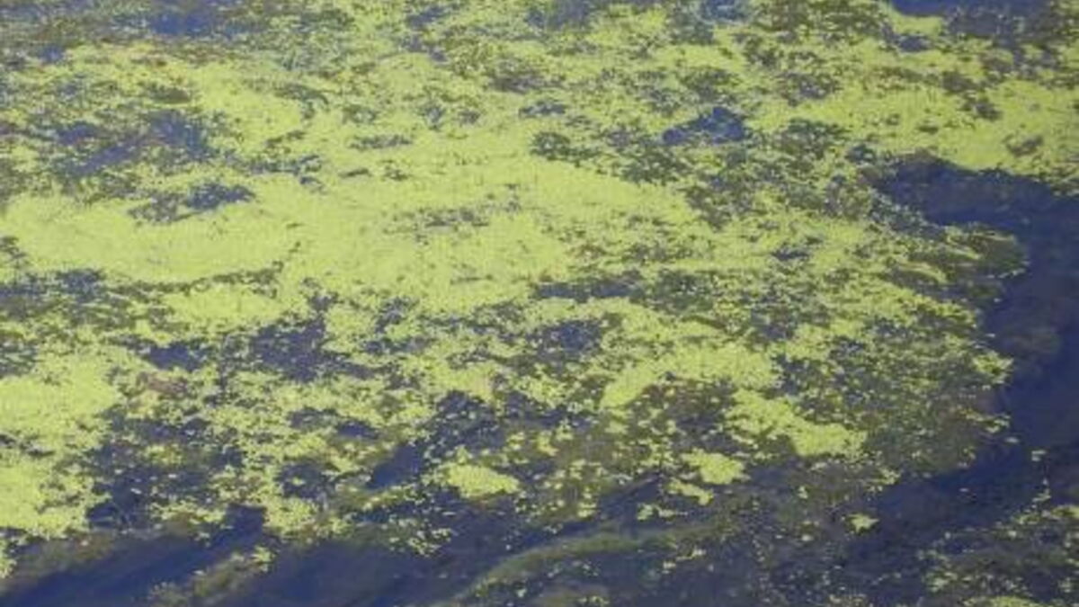 CO2 l'Allemagne lance un test de captage par les algues — free download