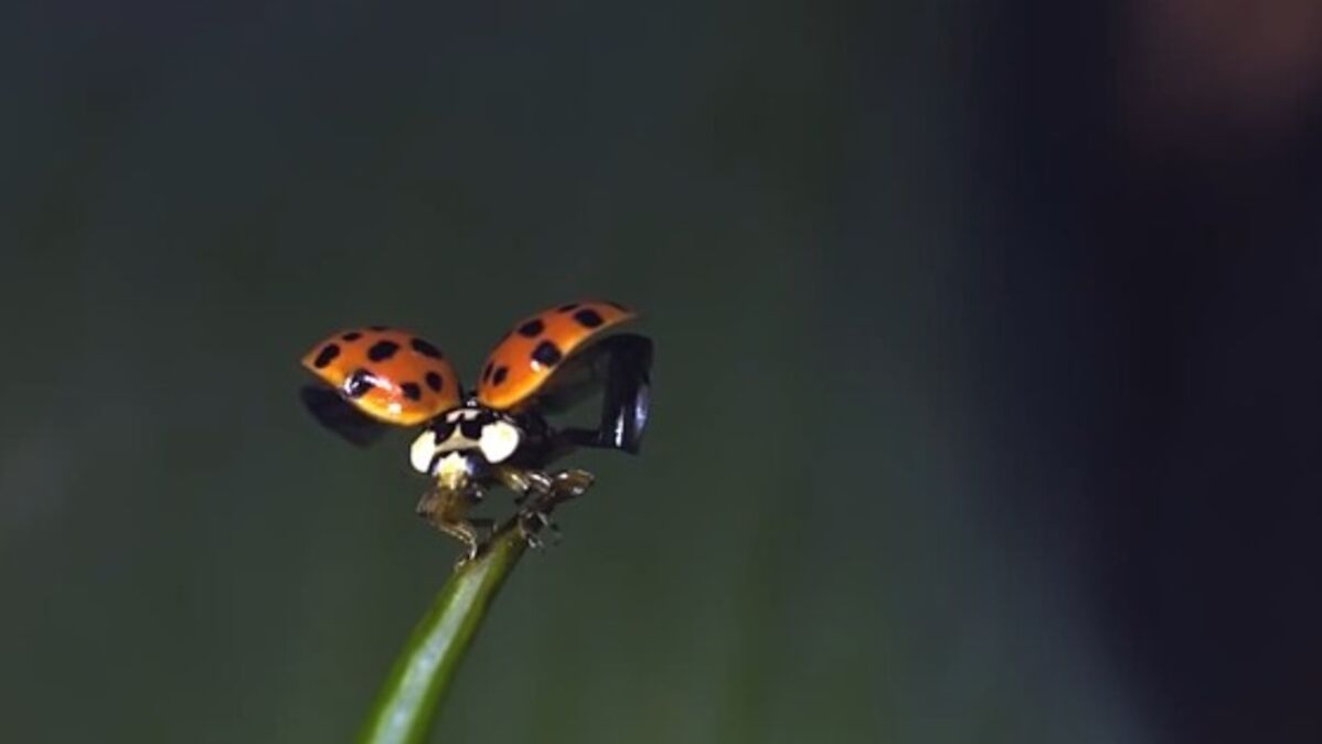 Le fantastique d collage d une coccinelle film au ralenti