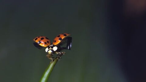 rencontre avec une coccinelle