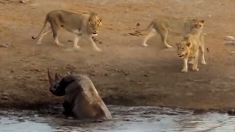 Quand trois lions s'attaquent à un rhinocéros coincé dans de la boue