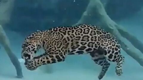Quand un jaguar se met à chasser sous l'eau