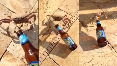 Un crabe dérobe une bouteille de bière
