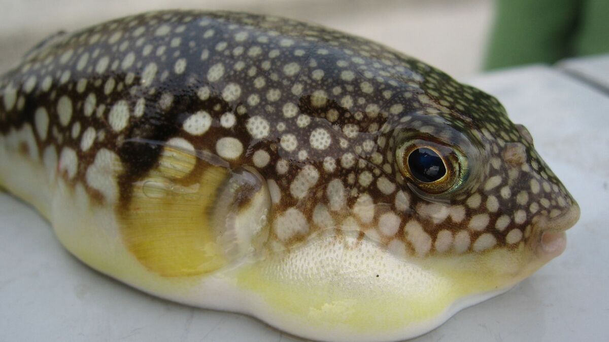 Fugu : ce qu'il faut savoir sur un poisson au poison mortel