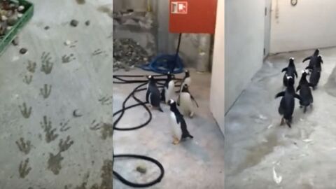 Des manchots font une tentative d'évasion dans un zoo danois